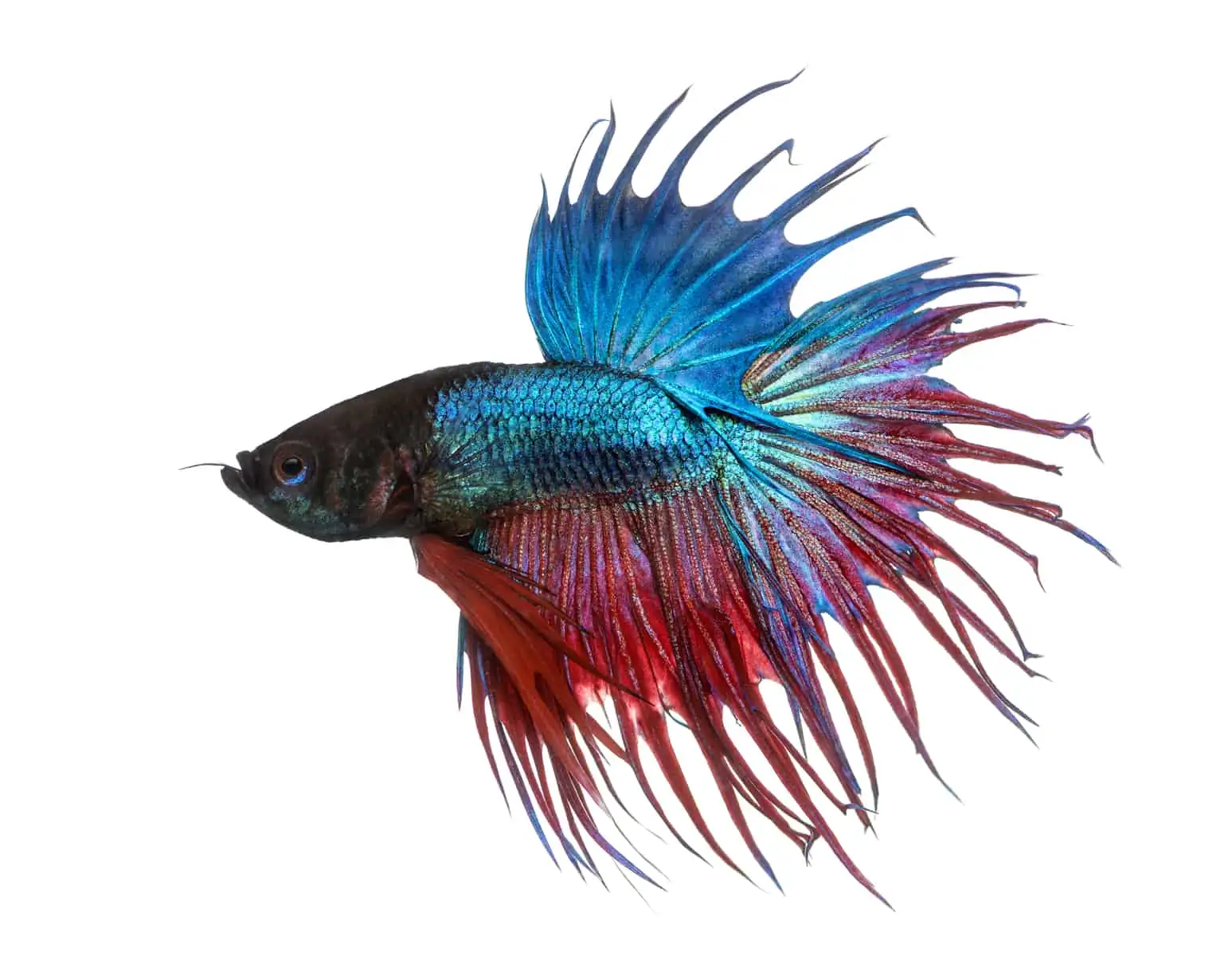 Crown Tail Betta, Male